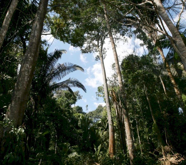 Decreto estadual atualiza regras para gestão florestal em Mato Grosso e fortalece o controle ambiental