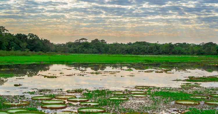 Nova legislação ambiental pode afetar biomas em MT