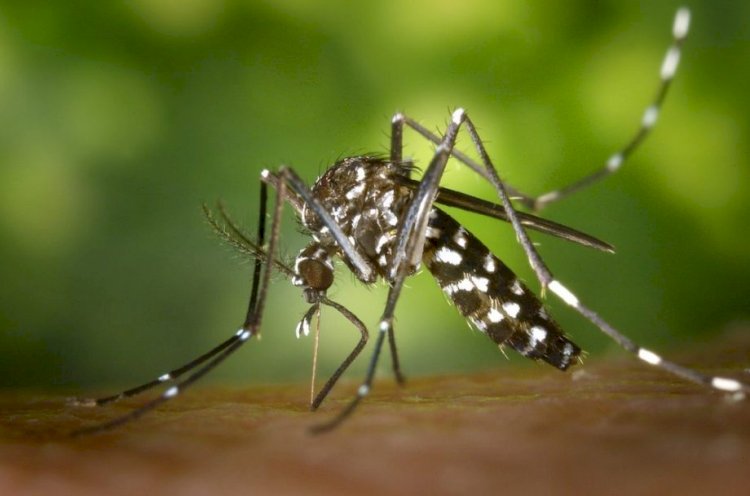 Vacinação contra febre amarela é intensificada