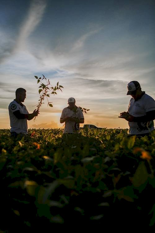 Rally da Safra retorna a Mato Grosso para avaliar lavouras de soja médias e tardias